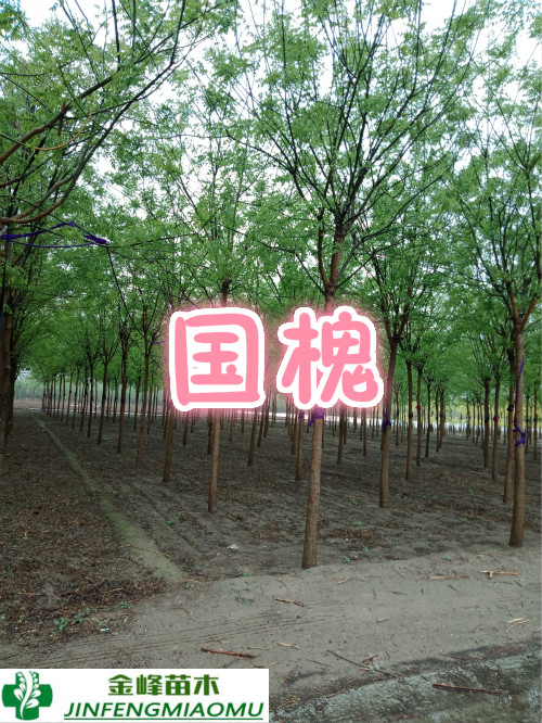 河北國(guó)槐 國(guó)槐基地