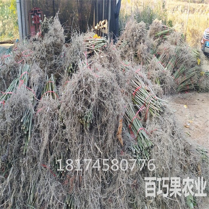 湖南百萬油桐苗高產(chǎn)千年桐小米桐基地歡迎您