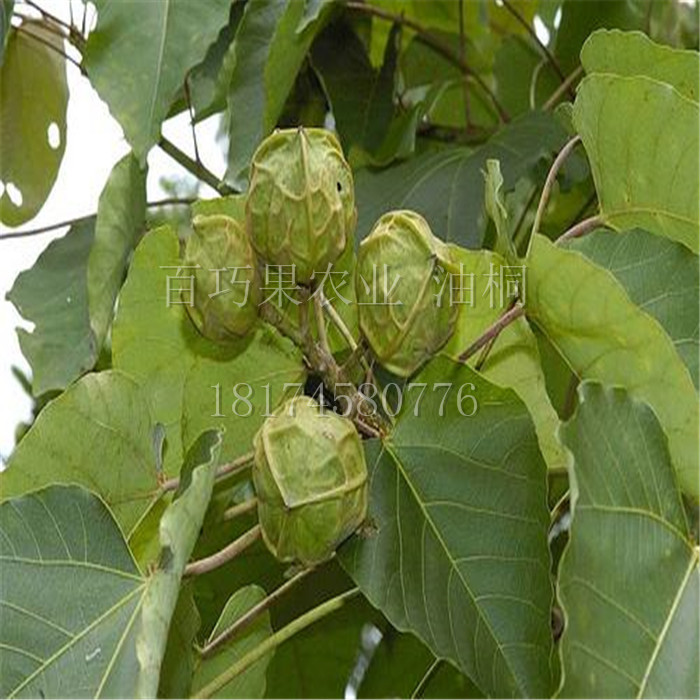 湖南百萬油桐苗高產(chǎn)千年桐小米桐基地歡迎您