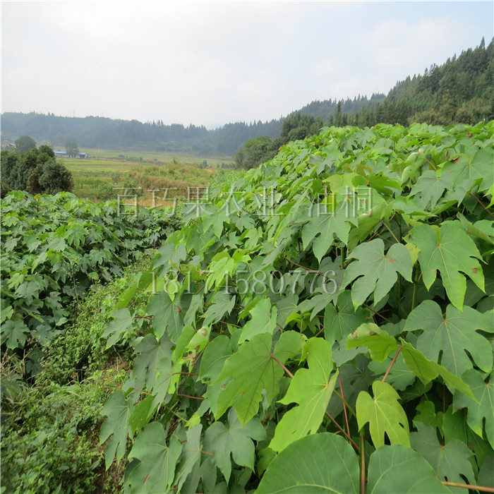 湖南百萬油桐苗高產(chǎn)千年桐小米桐基地歡迎您