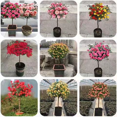 月季樹多少錢一顆-月季樹批發(fā)基地-價格-聯(lián)系電話