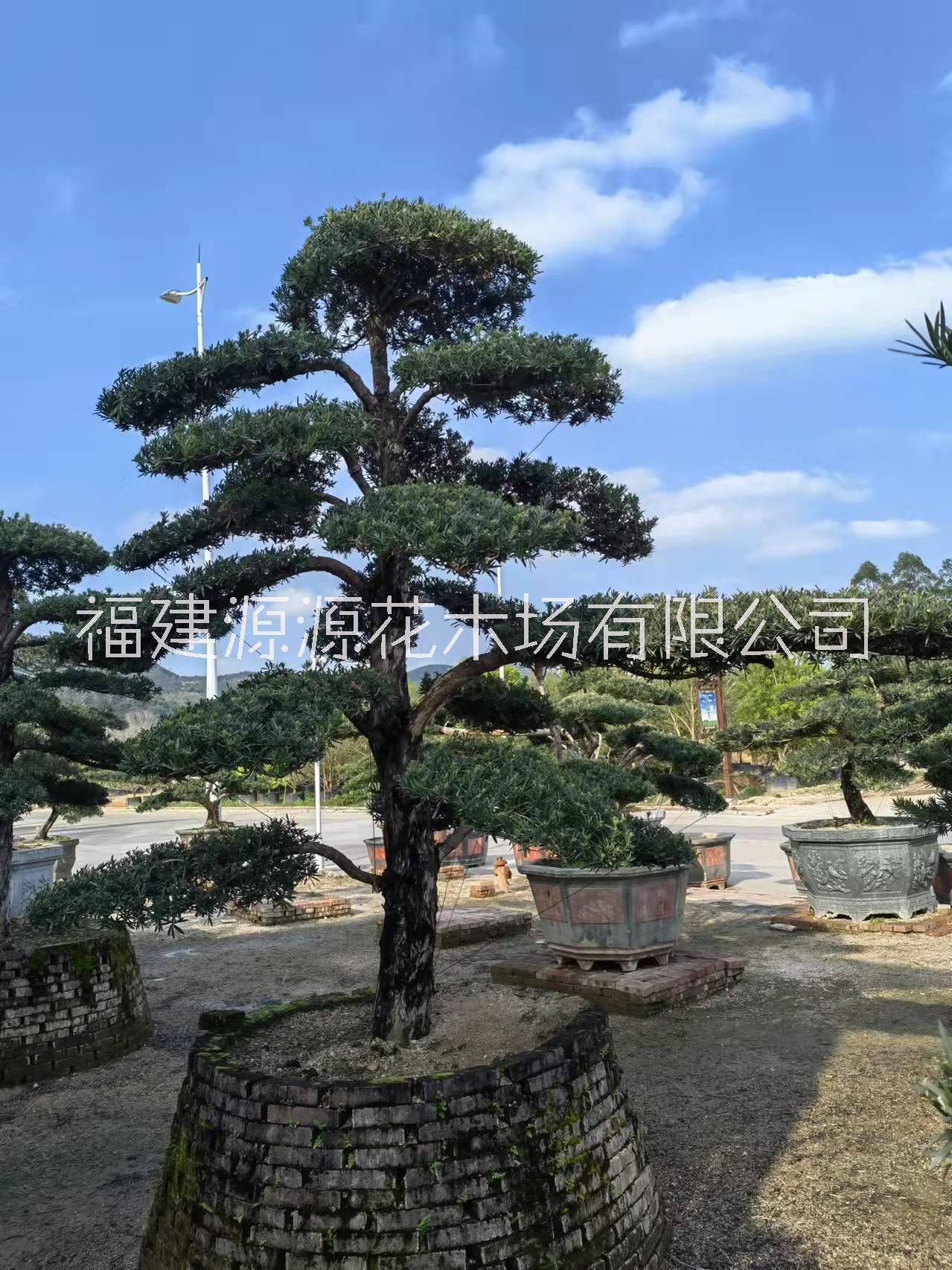 羅漢松基地電話 漳州羅漢松供應(yīng)商