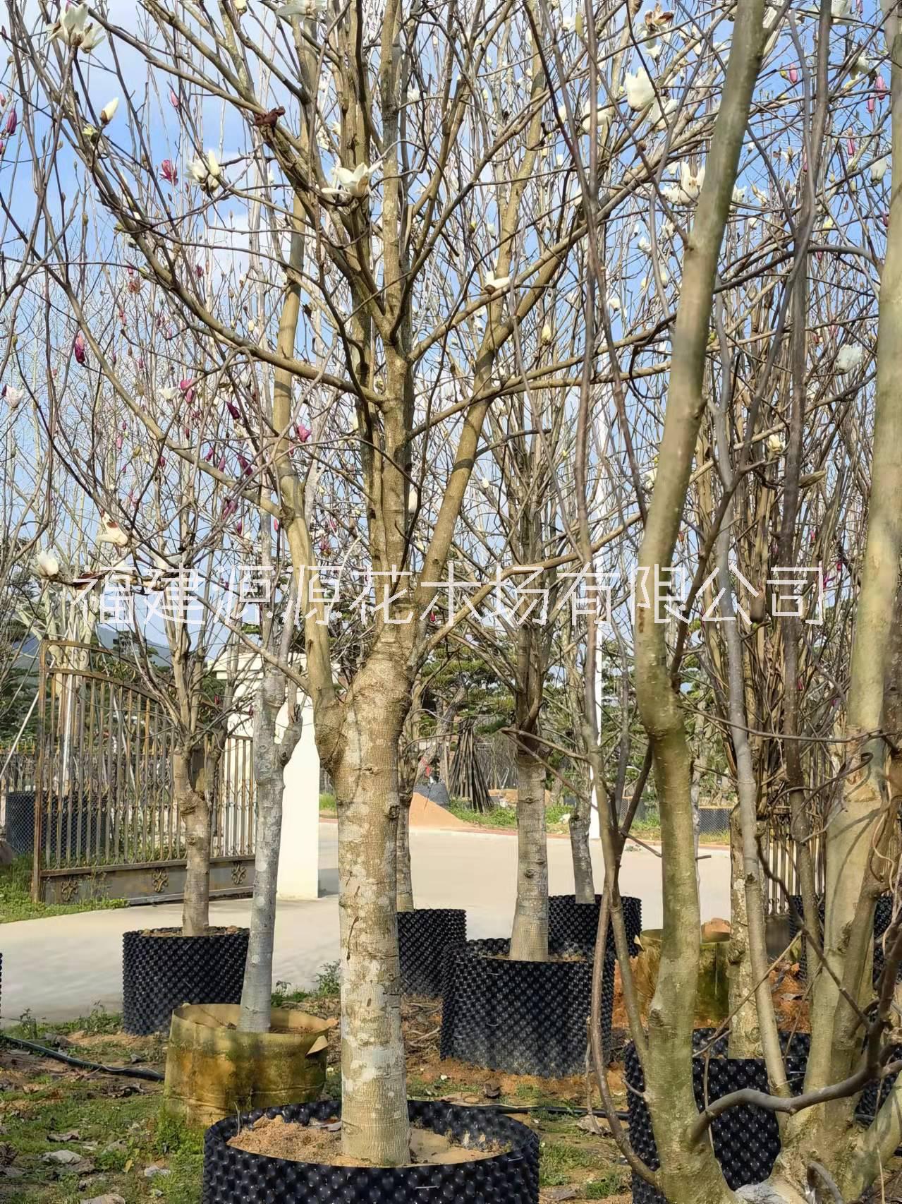 白玉蘭苗圃電話、漳州白玉蘭樹(shù)報(bào)價(jià)