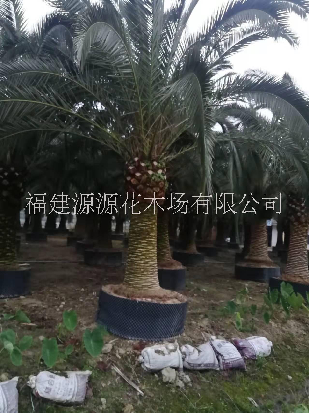加拿利海棗樹種植基地、市場(chǎng)報(bào)價(jià)