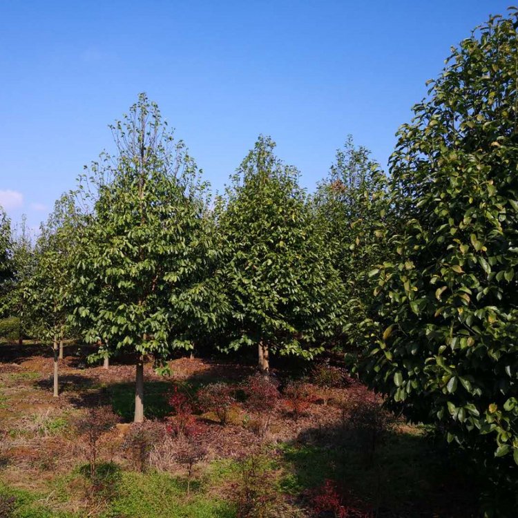 樂(lè)昌含笑哪里有哪里便宜