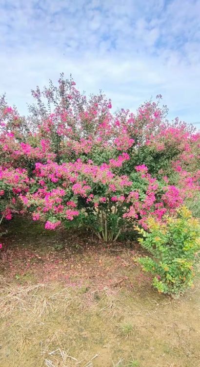 叢生紫薇報價