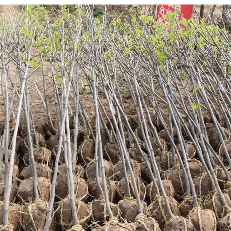 嫁接玉蘭廠家報價  嫁接玉蘭哪里便宜