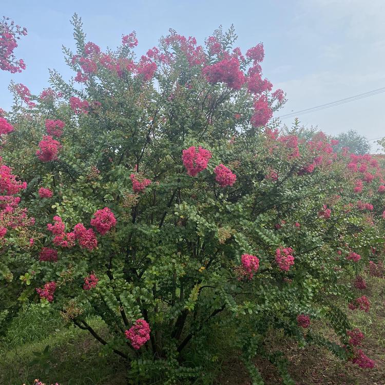 紫薇哪里好  紫薇哪里有