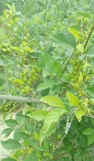 連翹苗價(jià)格  連翹苗報(bào)價(jià)
