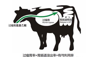 反芻動物用去肥油長瘦肉增肌塑形包膜胍基*力能牛羊催肥
