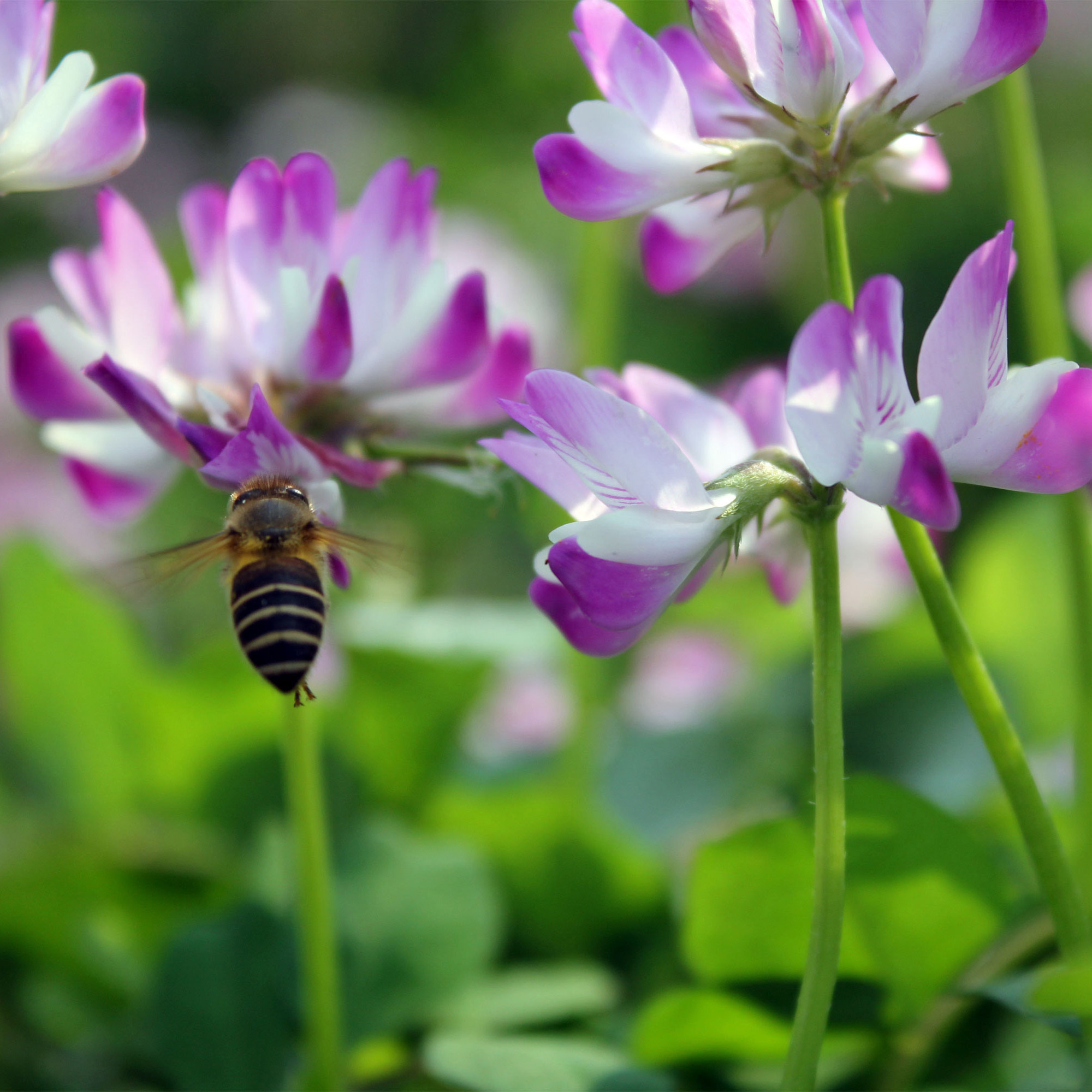 紫云英種子廣西南寧紫云英種子園林綠肥常用草籽草種批發(fā)