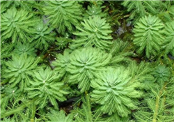 沉水植物種植供應(yīng)商  沉水植物種植基地