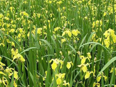人工浮島  水上浮島制作單位