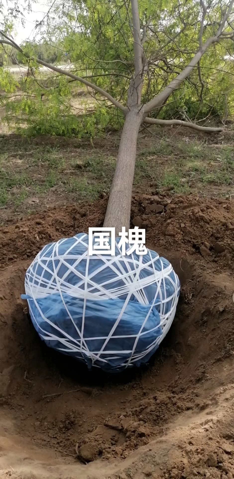 國槐生產(chǎn)基地 國槐種植基地