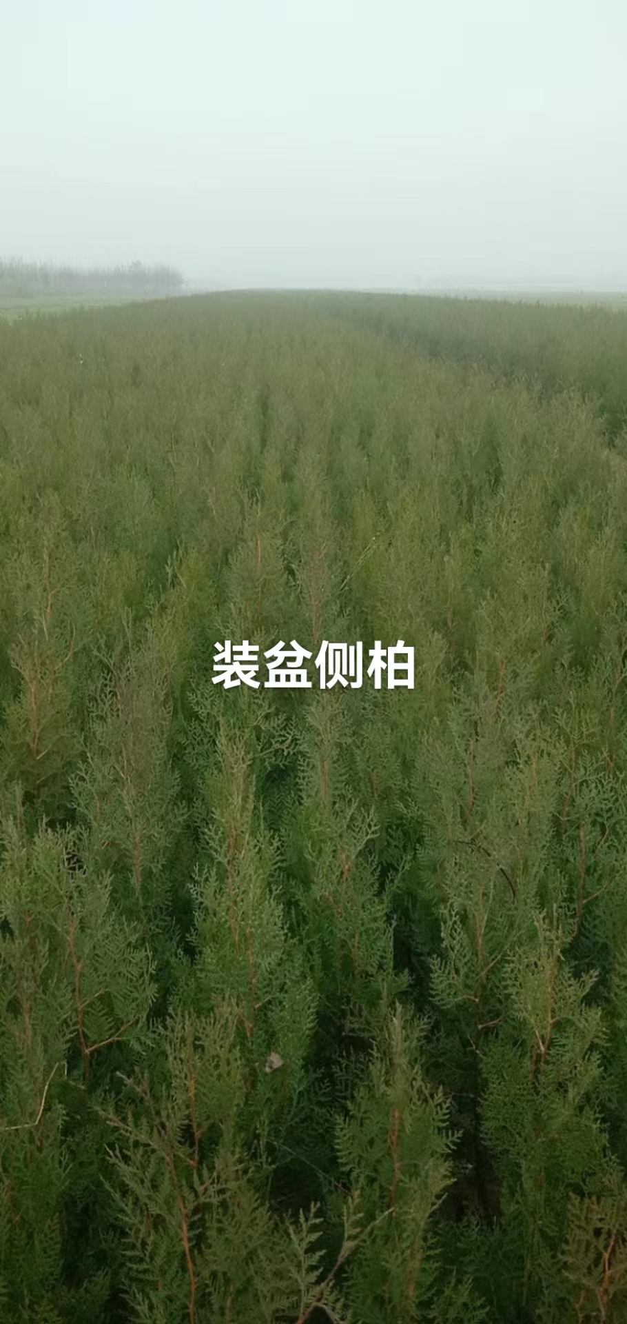 河北裝盆側(cè)柏哪家好