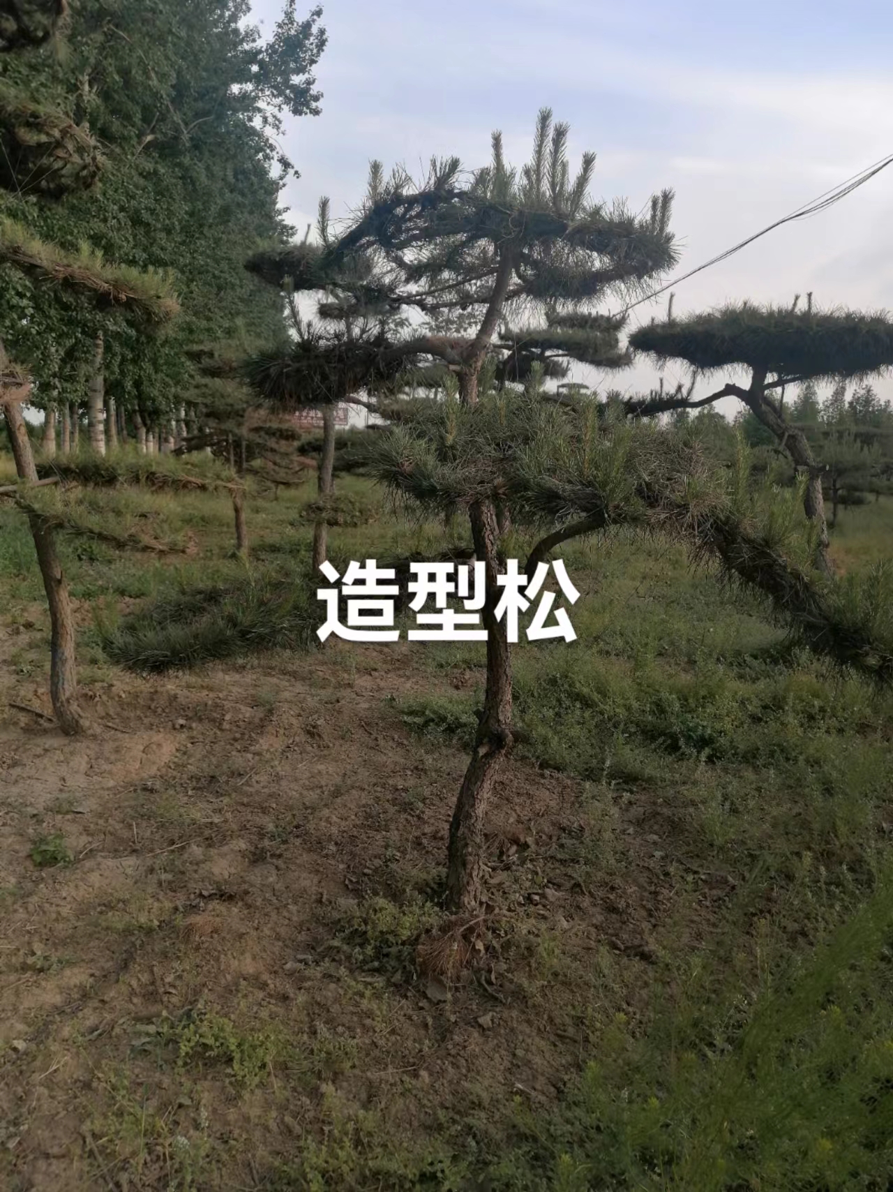 基地供應(yīng)造型松 造型松基地