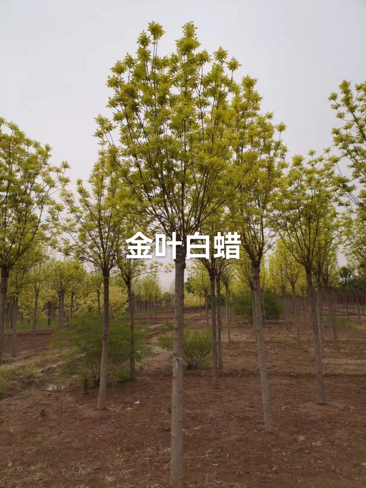 河北金葉白蠟批發(fā)價格