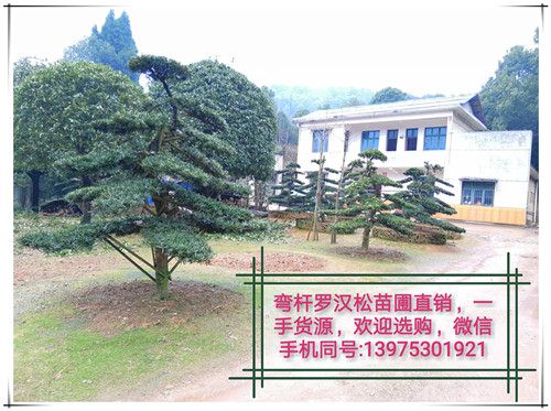 湖南叢生羅漢松-造型羅漢松-長沙羅漢松便宜優(yōu)惠找宏景