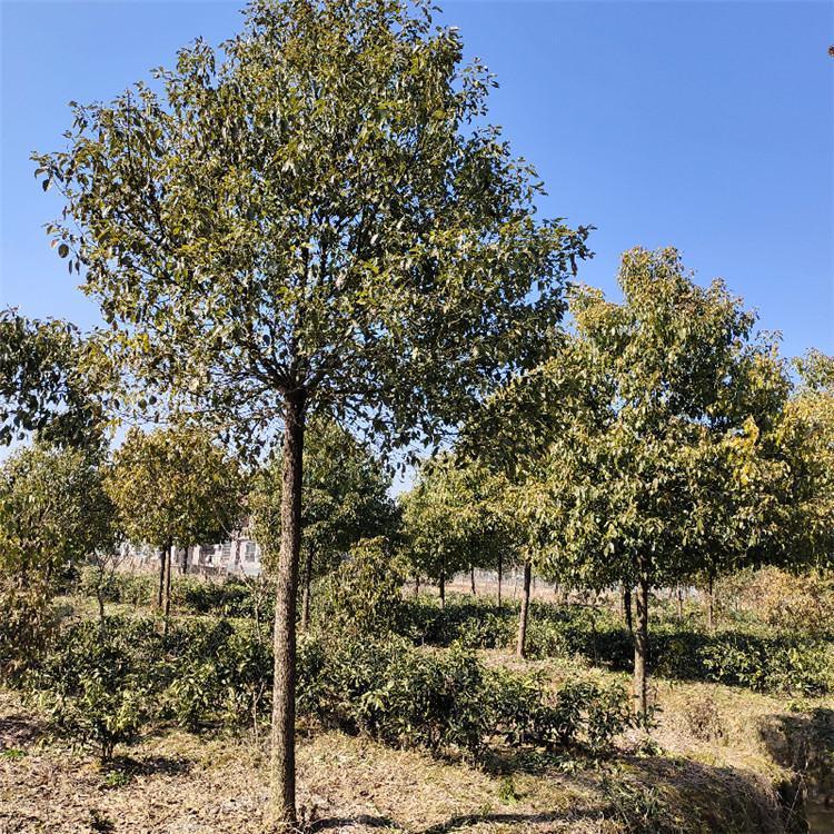 香樟哪里便宜 香樟哪里有賣 香樟樹