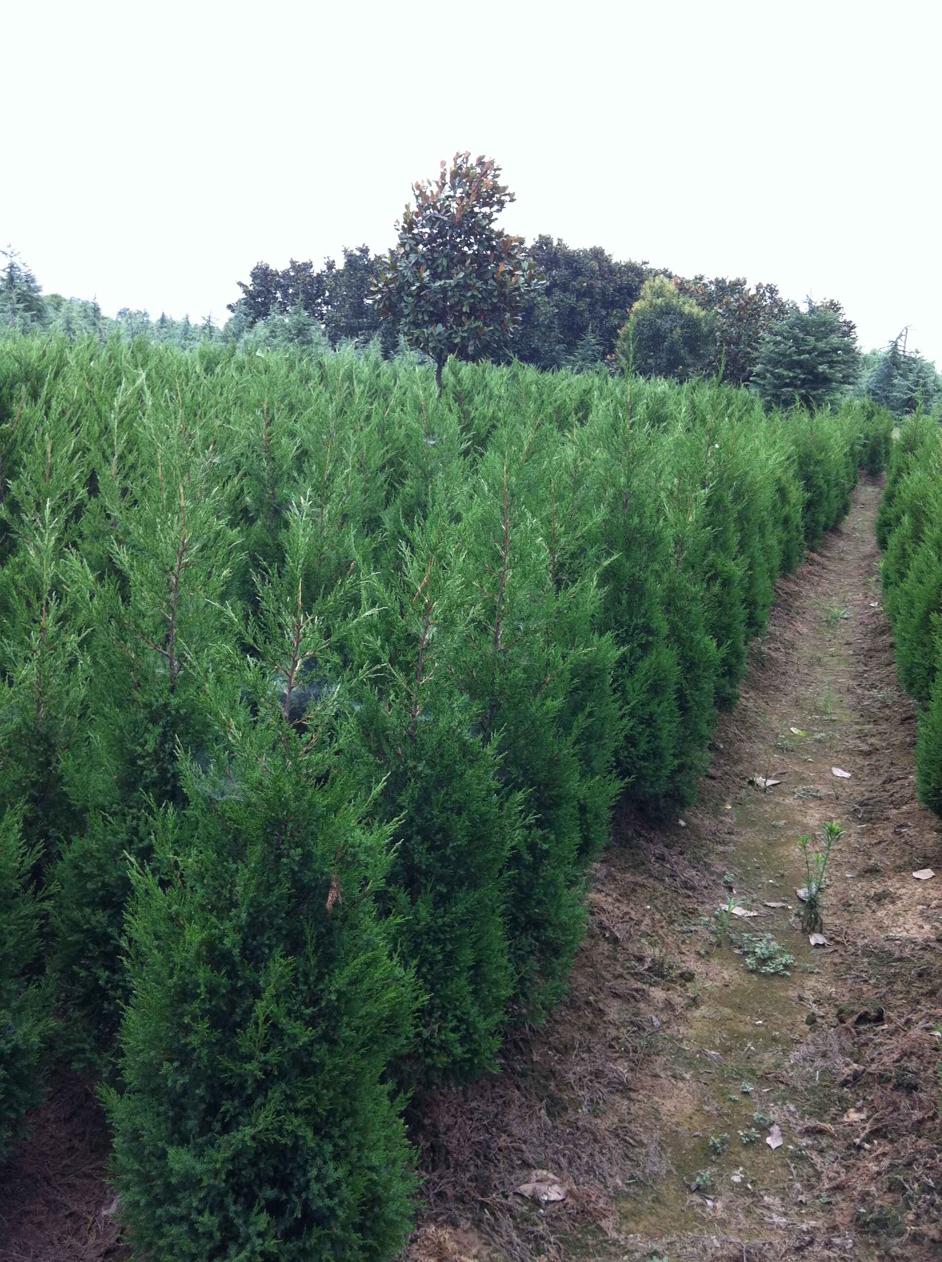 蜀檜 蜀檜圖片檜柏價格表 蜀檜柏