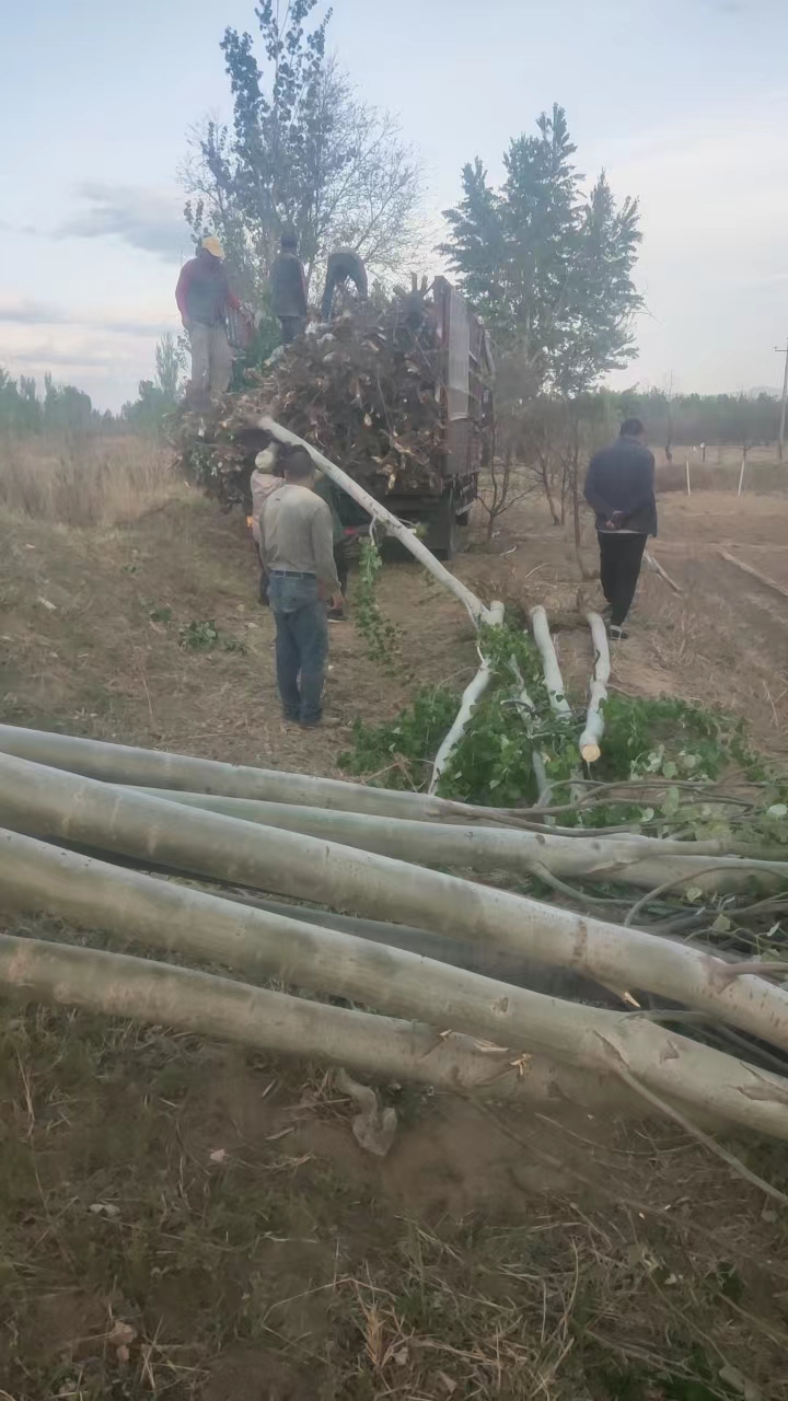 新疆楊樹苗-新疆楊種植批發(fā)基地-10公分新疆楊樹批發(fā)價錢-數(shù)量大
