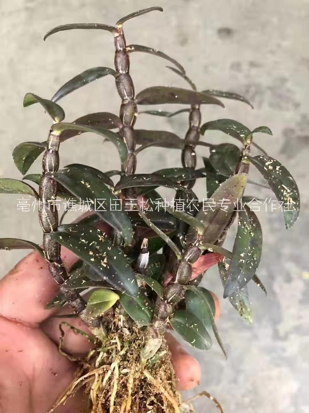 鐵皮石斛
