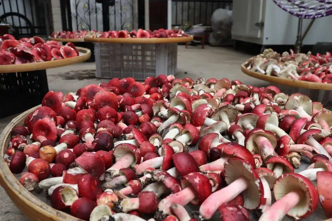 遍地都是云南菌湯包，憑什么就它這 云南菌湯包  云南菌湯包 彤菌堂菌湯包