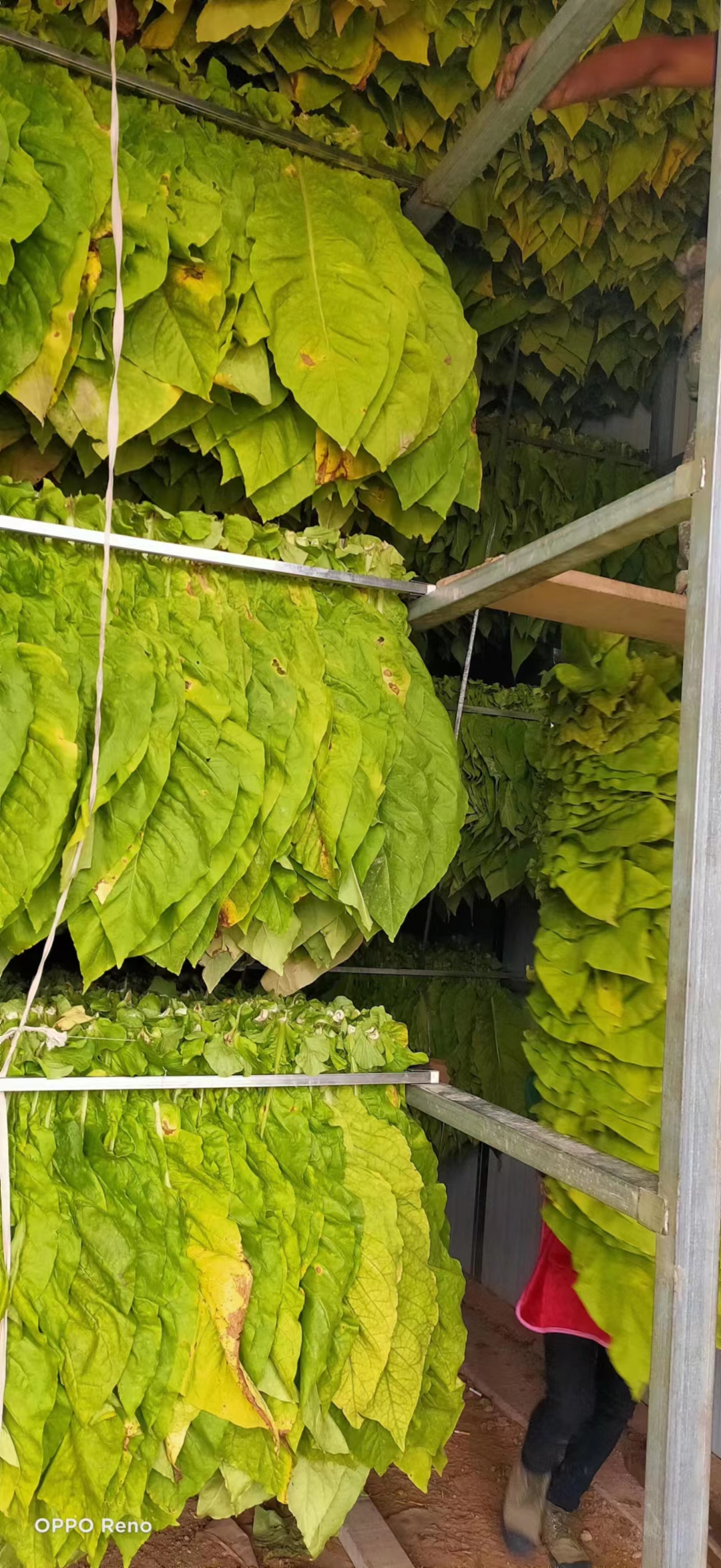 不銹鋼梳式煙夾