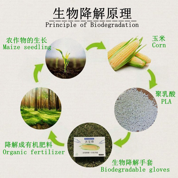 聚乳酸pla可降解一次性手套 全生物環(huán)保廚房餐廳用