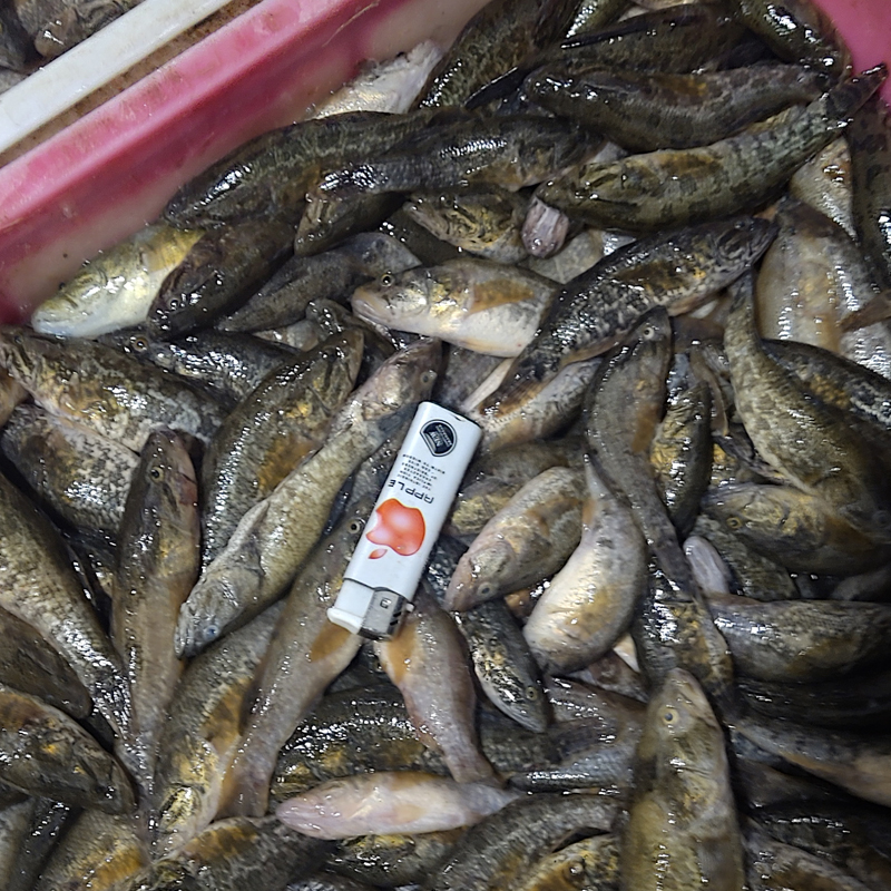 淡水魚收貨電話 長(zhǎng)年收翹嘴魚 紅尾魚 麻鰱魚 大小白魚 吉林淡水魚收商電話