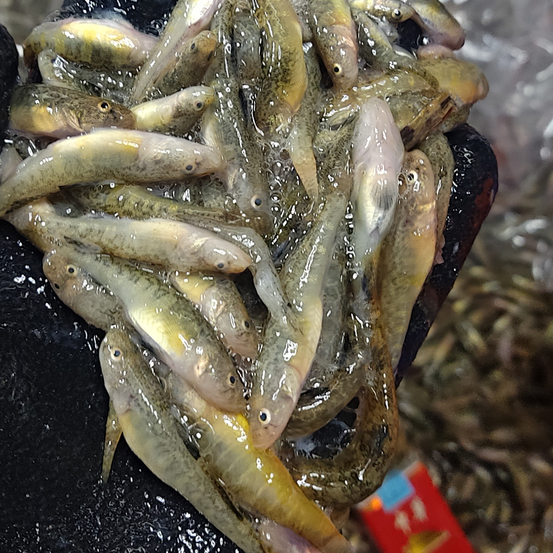 大批量長年收淡水魚 四大家魚 花白鰱魚 鯉魚 草魚
