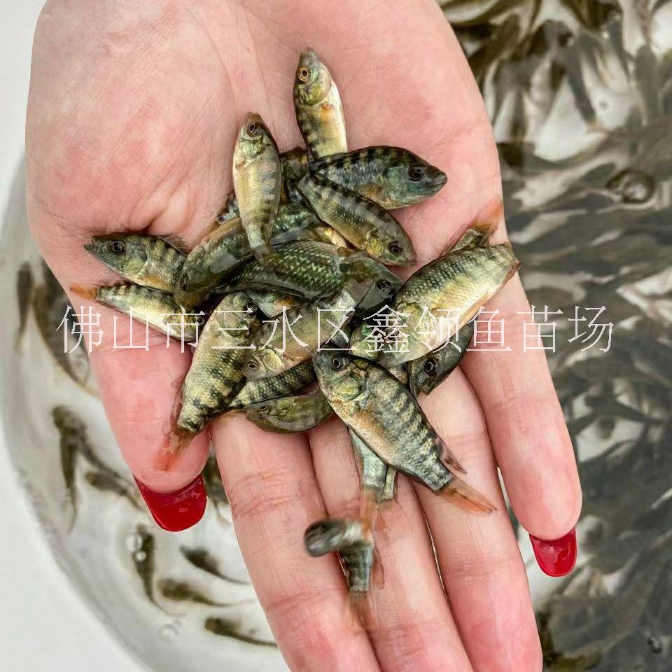 羅非魚/廣西脆肉羅非魚苗出售/廣西南寧海南一號羅非魚苗養(yǎng)殖場/廣西青寶路羅非魚苗批發(fā)/廣西脆肉羅非魚養(yǎng)殖條件