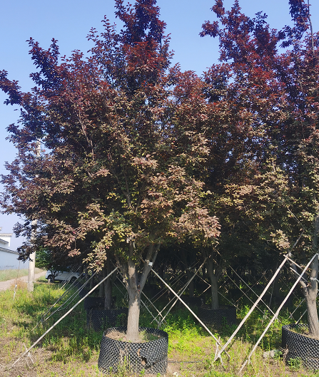 苗圃基地種植紫葉李容器苗 紅葉李樹苗 觀葉小喬木 可植栽指導 源新苗木種植銷售苗圃歡迎你前來采購