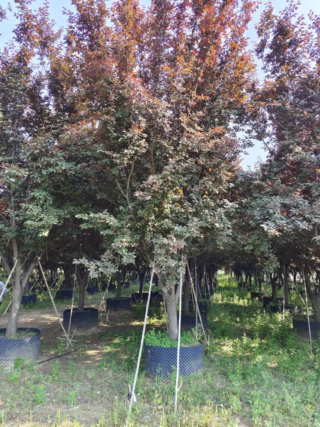 紅葉李基地12公分紅葉李價格