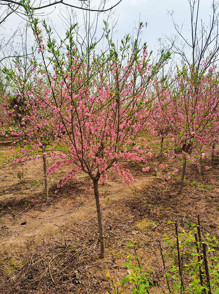 12公分紅葉碧桃景區(qū)造景 行道點綴庭蔭綠化樹 菊花碧桃