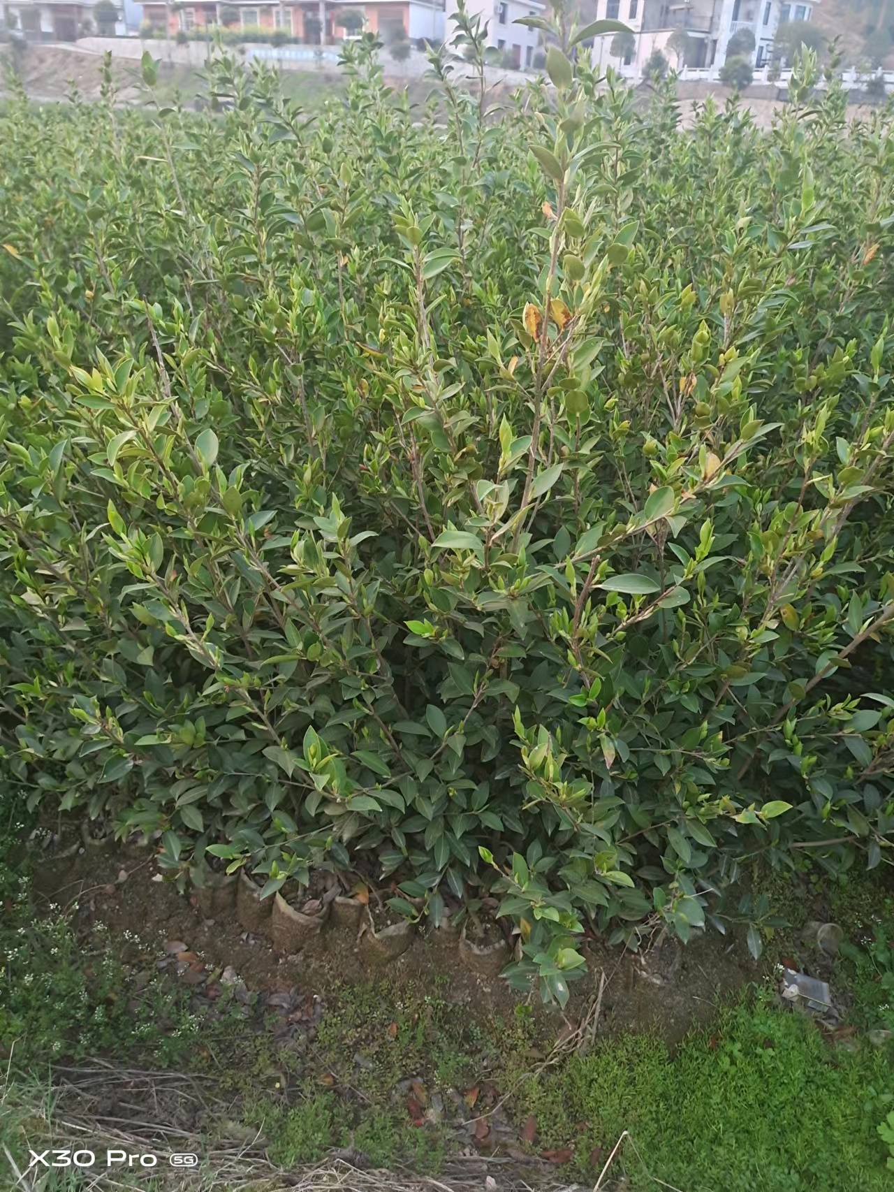 貴州嫁接油茶苗種植基地_產(chǎn)地供應(yīng)電話【攸縣勇宇油茶種植合作社】
