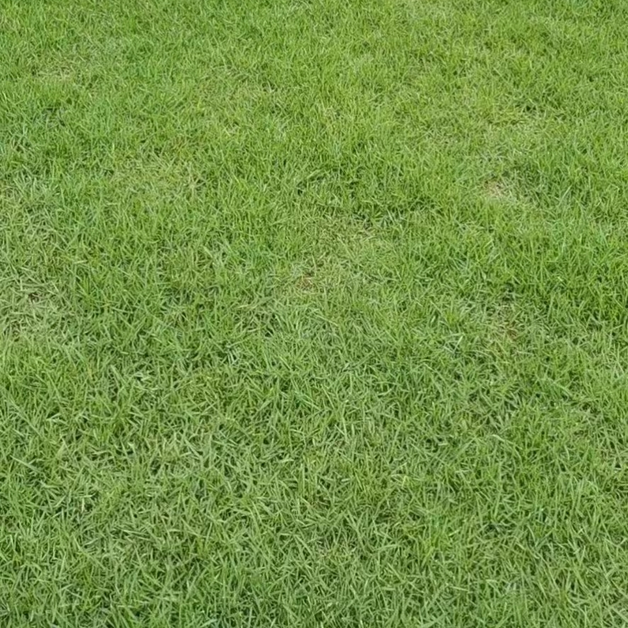 湖南蘭引三號(hào)草基地出售-蘭引三號(hào)草批發(fā)-蘭引三號(hào)草價(jià)錢-蘭引三號(hào)草供貨商