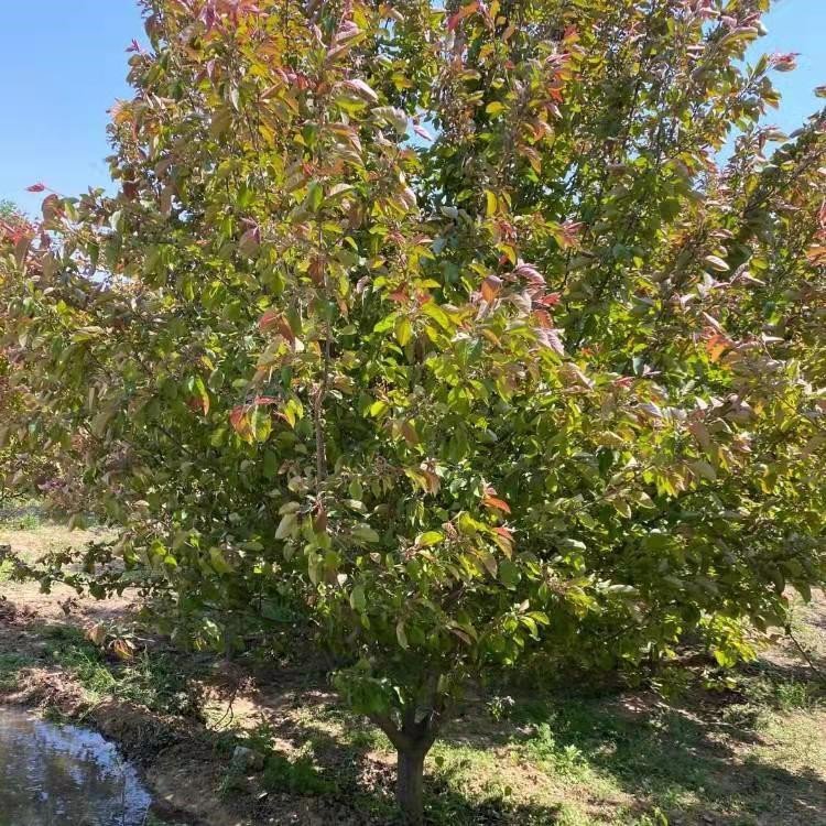 2公分粗度 垂絲海棠 海棠樹(shù) 道路風(fēng)景樹(shù) 樹(shù)姿優(yōu)美