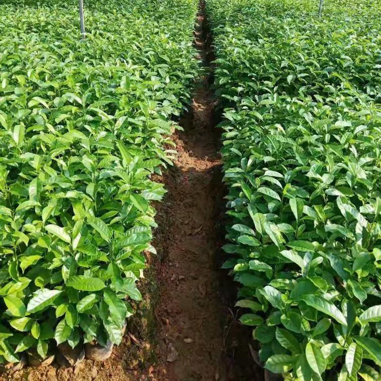 樂昌含笑小苗 常綠喬木規(guī)格齊行道風(fēng)景樹觀花觀型