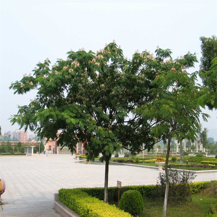 合歡10-12-15公分 種植基地供應(yīng) 規(guī)格齊全