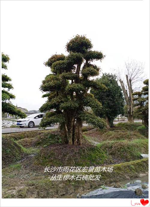 多桿造型欏木石楠-湖南欏木石楠價格便宜就來宏景軒