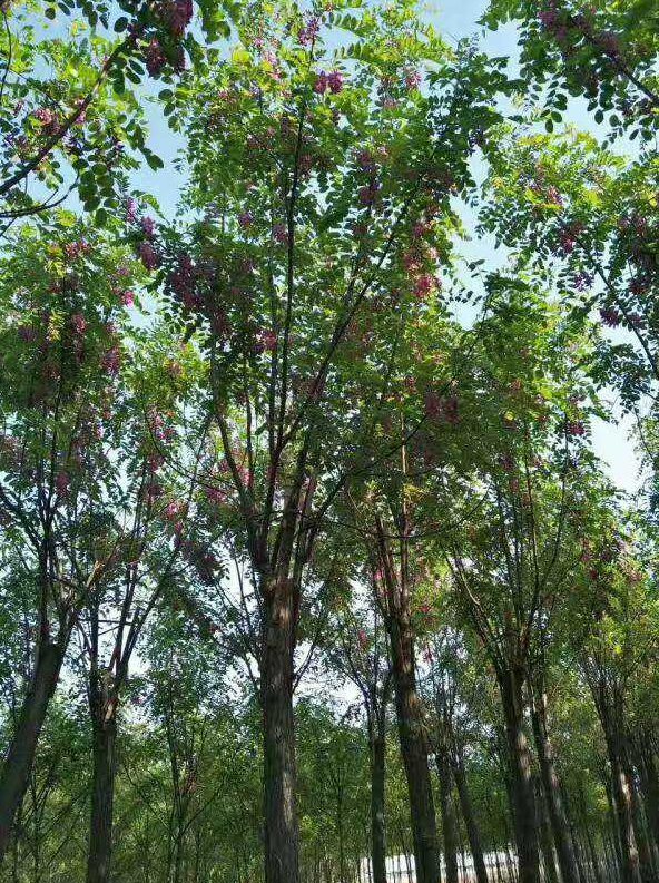 香花槐 耐寒抗旱 適應(yīng)性強 公園街道綠化樹種小樹苗批發(fā) 香花槐樹苗種植 基地