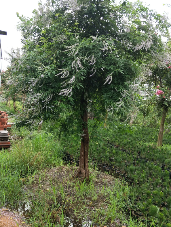 黃荊 種植基地 園林綠化  室內(nèi)養(yǎng)殖好成活