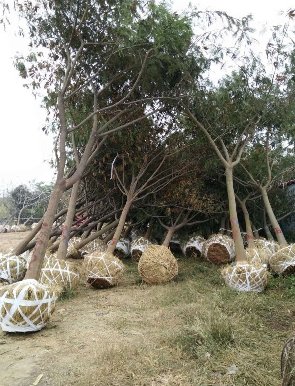 合歡 種植基地 現(xiàn)貨速發(fā)庭院景區(qū)樹苗