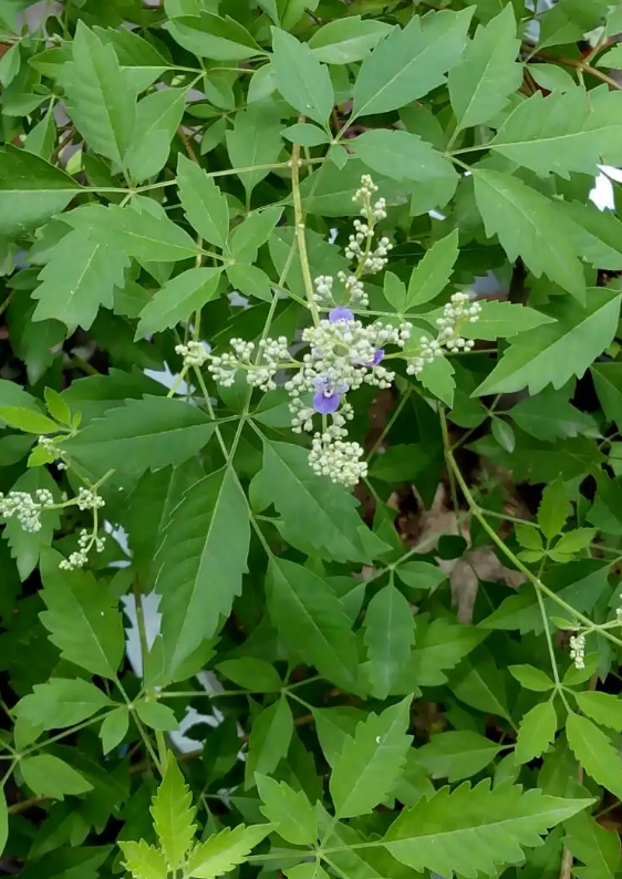 黃荊 種植基地 園林綠化  室內(nèi)養(yǎng)殖好成活