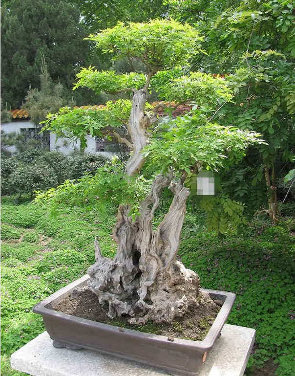 黃荊 種植基地 園林綠化  室內(nèi)養(yǎng)殖好成活 黃荊種苗批發(fā),價(jià)格,基地,批發(fā)價(jià)