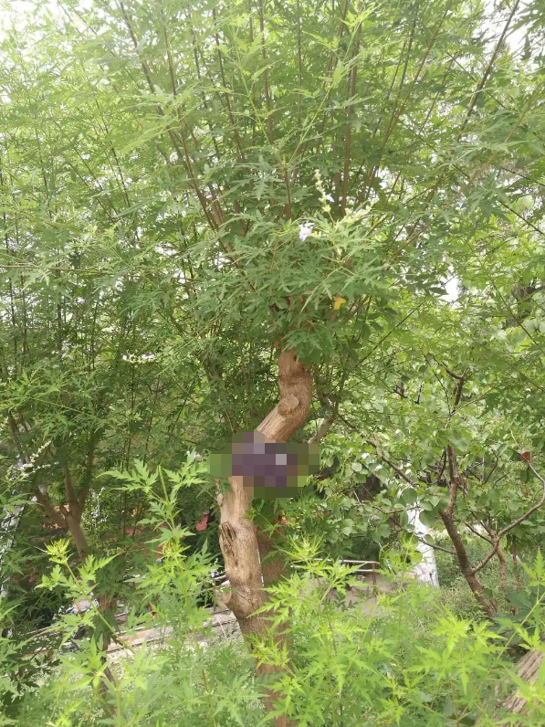 黃荊 種植基地 園林綠化  室內(nèi)養(yǎng)殖好成活 黃荊種苗批發(fā),價(jià)格,基地,批發(fā)價(jià)