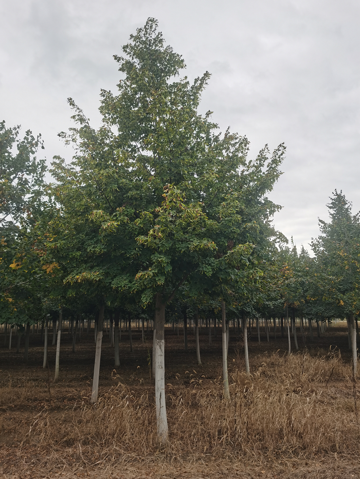 源新苗木供應 歐洲小葉椴 金桐力 適用于 行道樹 庭院