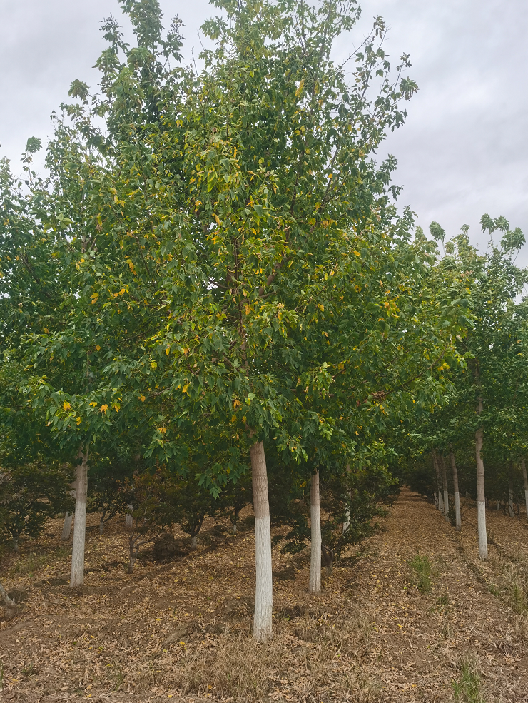 花瓣復(fù)葉槭 紅葉復(fù)葉槭 基地 園林綠化 行道樹 庭院