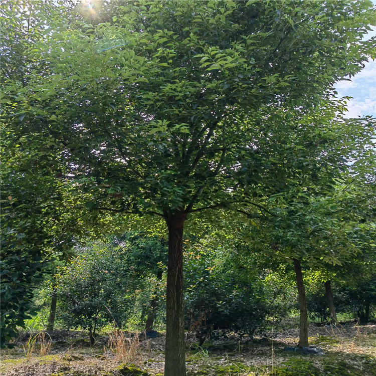 湖北香樟哪家好-電話-廠家